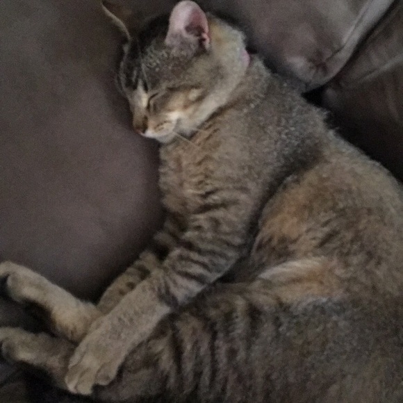 Profile Picture of Hannah Iborg (@hannah_ibo) on Poshmark