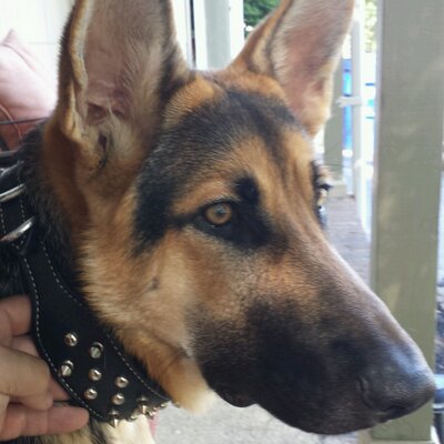 Profile Picture of Michael Curro (@ironworker405) on Twitter