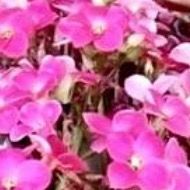 daniellastankovic421 - Tiktok Profile Picture of daniellastankovic421 (@daniellastankovic1) on Tiktok