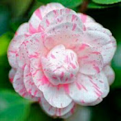 Profile Picture of Ammar Mohammed (@ammarmohammed7117) on Youtube