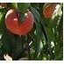 Profile Picture of Pearson Farm (@@PearsonPeaches) on Twitter