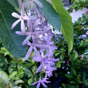 Profile Picture of Em ú An Giang 67@ (@emuangiang67) on Tiktok