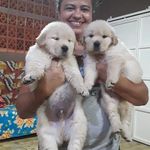 Profile Picture of Donatella Benjamin Alaska (@meu_mundo_animal_bda) on Instagram