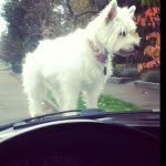 Profile Picture of Lily Coy (@lily_coy) on Instagram