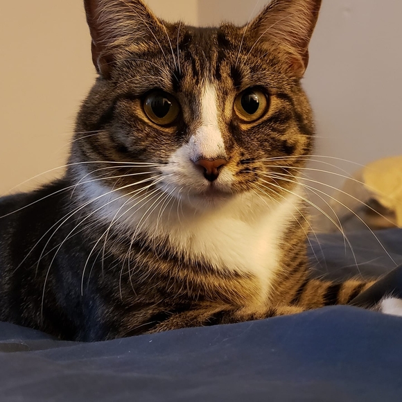 Profile Picture of Tyanne Wehmeier-pethel (@tyannep) on Poshmark