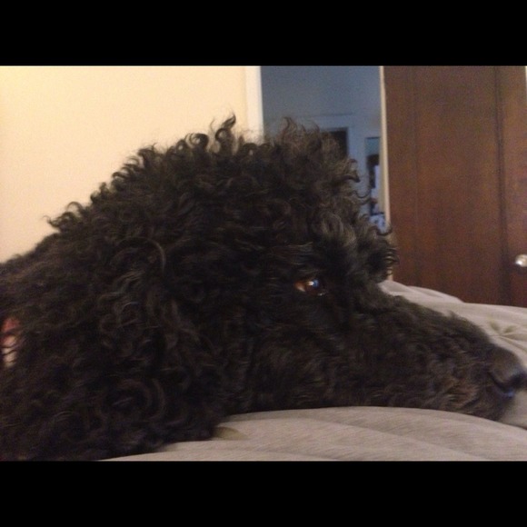 Profile Picture of Anne marie Boller (@bolleram) on Poshmark