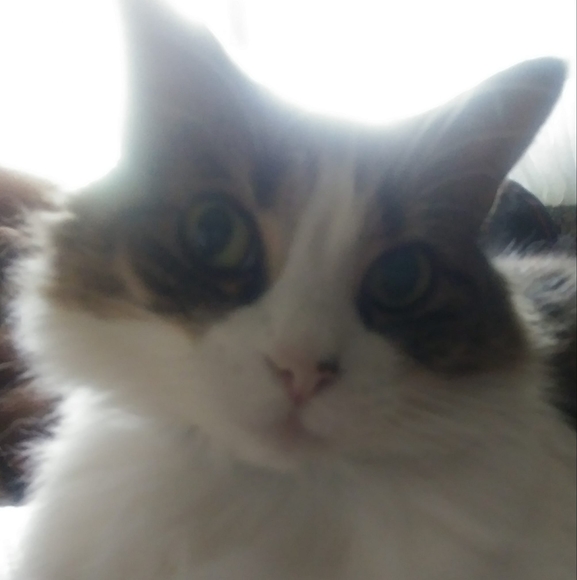 Profile Picture of Cyndi Roberts (@jnc4life) on Poshmark