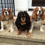 Profile Picture of Jake | Milo 🐶 (@campcavalier) on Instagram