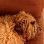 Profile Picture of Sandy Scott (@sandy.scott) on Instagram