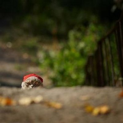 Profile Picture of Desiree Gaiser (@B3sketCase) on Twitter