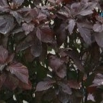 Profile Picture of Ahmed Wehbi (@ahmed__wehbi) on Instagram