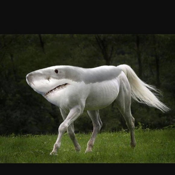 Profile Picture of Zac Fuska (@zacfuska123) on Poshmark