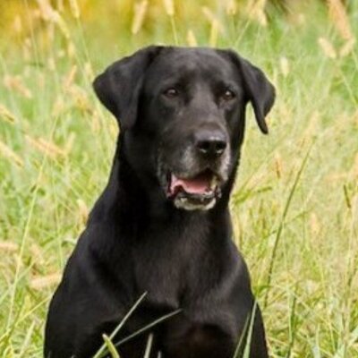 Profile Picture of Chris Dameron (@duxdogs) on Twitter