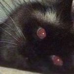 Gabriel Murphy - Instagram Profile Picture of Gabriel Murphy (@thisisgabmurphy) on Instagram