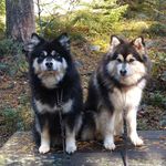 Profile Picture of Ann-Charlotte Beckman (@minlillakennel) on Instagram