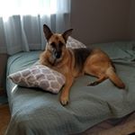 Profile Picture of David Nalepa (@dogfather_77) on Instagram