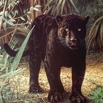 Profile Picture of Rahlow James (@rahlownyc) on Instagram