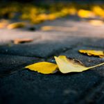 Profile Picture of Sherry (@sherry_dengxiaoyi) on Instagram