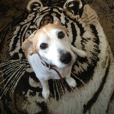 Profile Picture of Bob Castle (@MrBobcastle) on Twitter