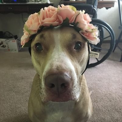 Profile Picture of Michaela Zack (@zackattack0976) on Twitter