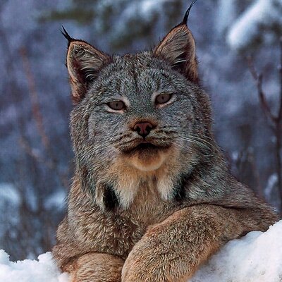 Profile Picture of Paul Beardmore (@PNBeardmore) on Twitter