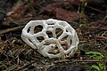 Profile Picture of Ileodictyon cibariumon Wikipedia