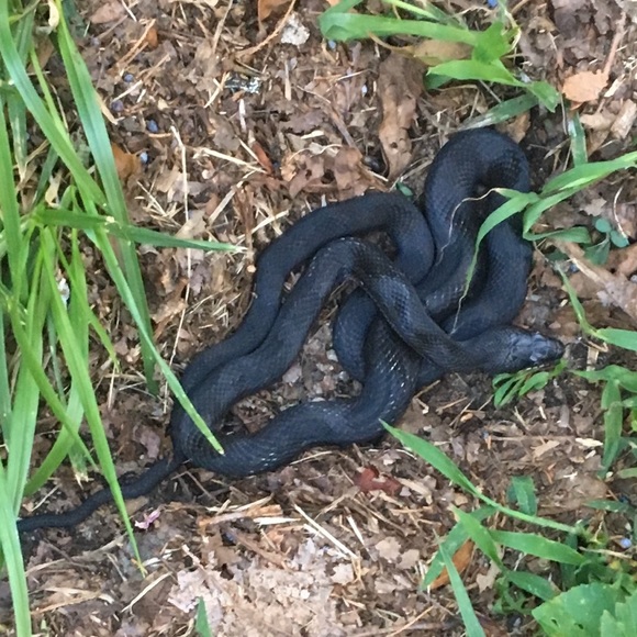 Profile Picture of Roni Durrah (@ronipotter11) on Poshmark