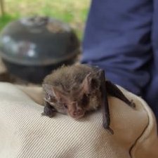 Profile Picture of They Call Me Bruce Or Papig (@yogurtfedpig) on Twitter