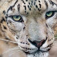 Profile Picture of Tyger James (@tyger-james) on Quora