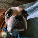 Profile Picture of Jose Whetstone (@josegwhetstone) on Instagram