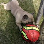 Profile Picture of charmbulls mitchell (hugo) (@hurmurihugo) on Instagram