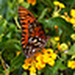 Profile Picture of Gardenia94 (@gardenia94) on Flickr