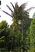 Profile Picture of Moke (drink)on Wikipedia