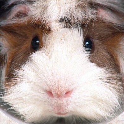 Profile Picture of Armando H. Badillo (@@ah_badillo) on Twitter