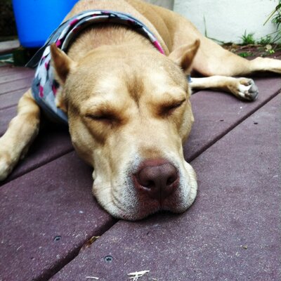 Profile Picture of Josh Campbell (@campbell11j) on Twitter