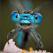 Profile Picture of Cassandra Brennan (@cassandrabrennan426) on Youtube