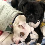 Profile Picture of Eckert Cathie (@cats.donick.1) on Instagram