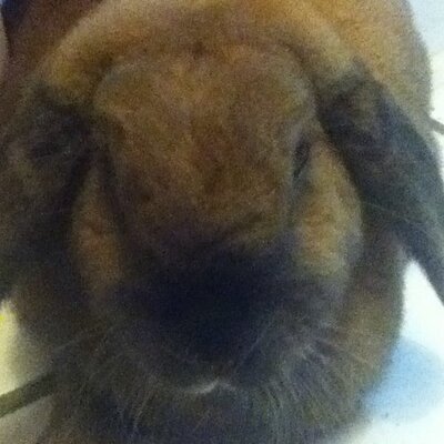 Profile Picture of Anabel Cisneros (@andicisne) on Twitter