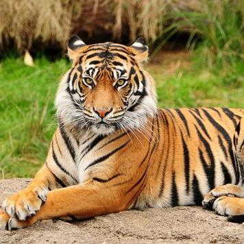 Profile Picture of Silver Silvestre Cal (@silver_cal) on Twitter