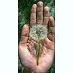 Profile Picture of Phương Khánh (@bjkhanh95) on Instagram