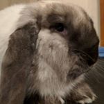 Kevin Keeley - Instagram Profile Picture of Kevin Keeley (@thefarmingkids) on Instagram