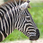 Profile Picture of Wiles2012exodus (@wiles2012exodus) on Flickr
