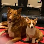 Nelson and Roscoe - Instagram Profile Picture of Nelson and Roscoe (@nelson_and_roscoe) on Instagram
