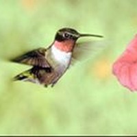 Profile Picture of Yohannes Alemu (@yohannes-alemu-1) on Quora