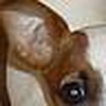 Profile Picture of lemondropper (@lemondropper) on Flickr