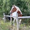 Profile Picture of Edward Dyck (@horseguy21) on Tiktok