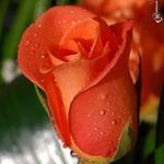 Profile Picture of Салтанат Кутменова (@saltanatkutmenova) on Instagram