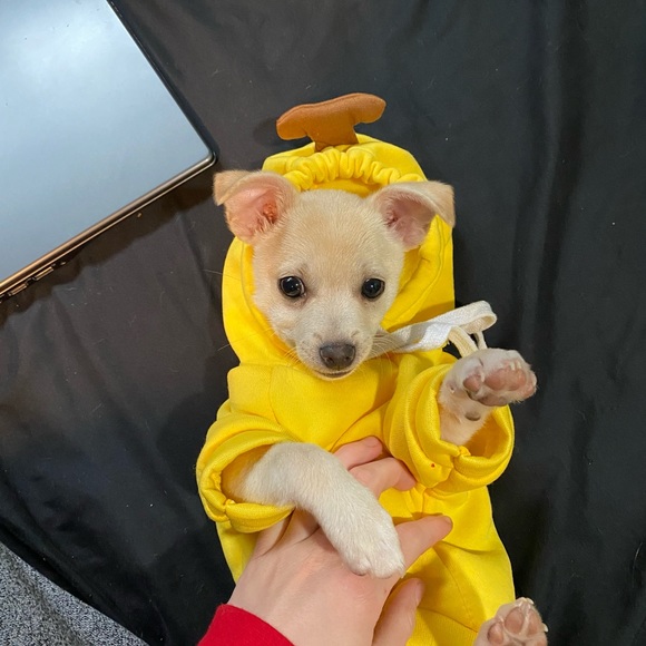 Profile Picture of Hannah Bocchini (@hannah_bocchini) on Poshmark