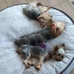 Profile Picture of Billy, Bonnie & Bruno (@threebabyyorkies) on Instagram