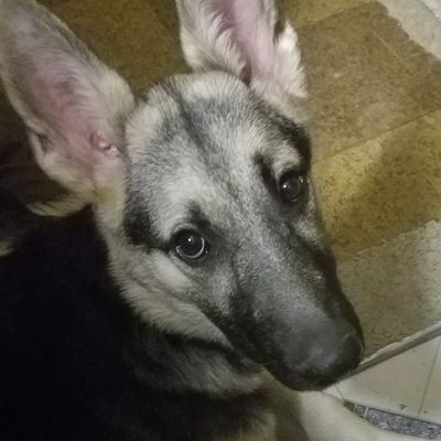 Profile Picture of Jacob Albers (@jacob_albers) on Twitter